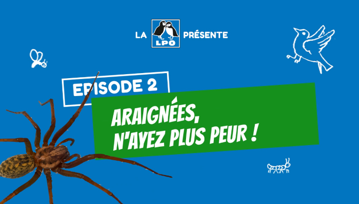 Araignées, n'ayez plus peur !